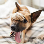 Training your dog at home with BarxBuddy dog training device