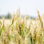 4 Innovative Ways to Increase Efficiency at a Grain Farm