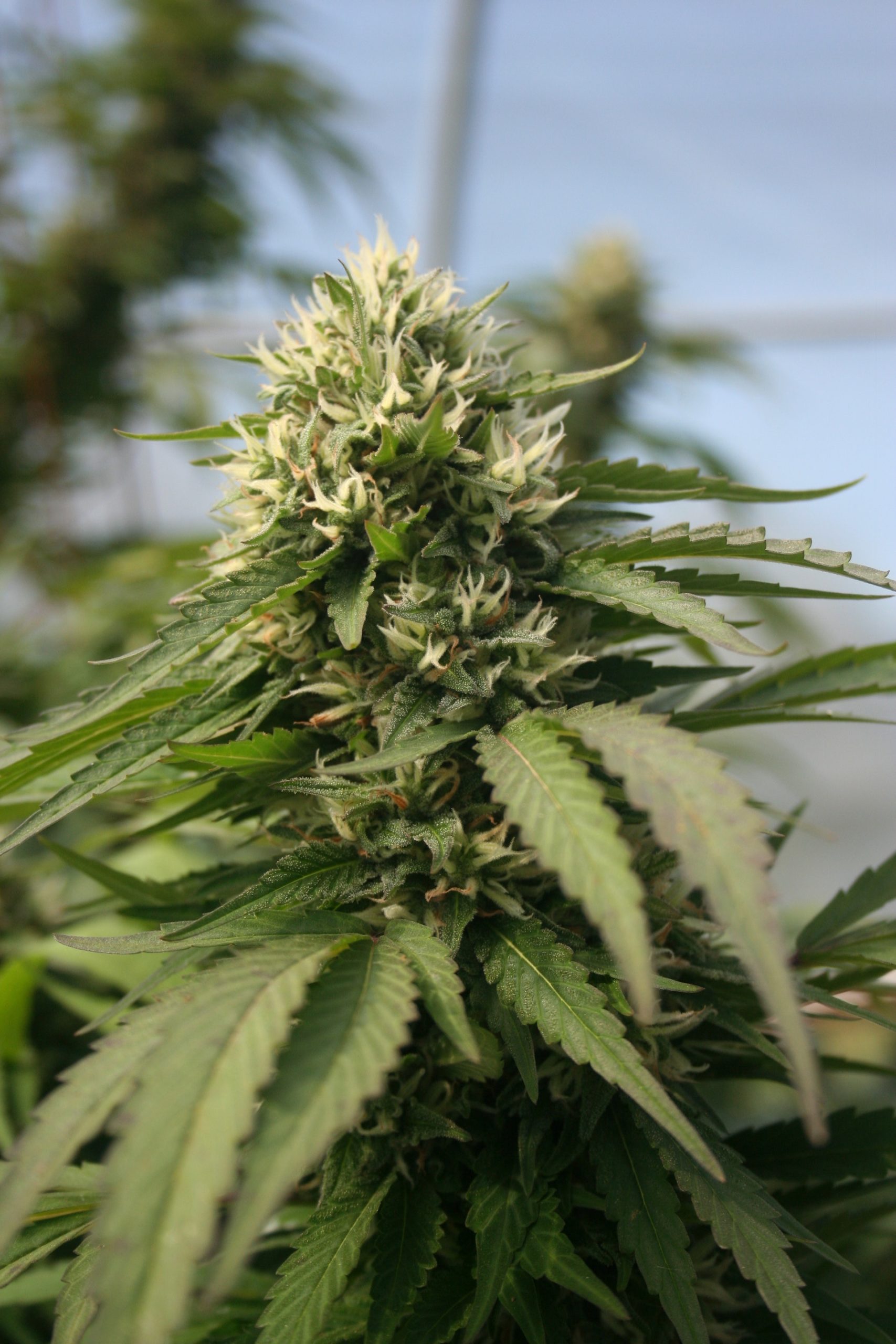 3 Reasons Why Indoor Hemp Flowers Are Beneficial to Users